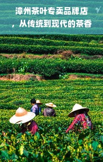 漳州茶叶专卖品牌店，从传统到现代的茶香传承之路