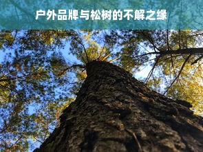 户外品牌与松树的不解之缘