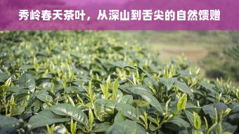 秀岭春天茶叶，从深山到舌尖的自然馈赠