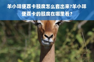 羊小咩便荔卡额度怎么套出来?羊小咩便荔卡的额度在哪里看？