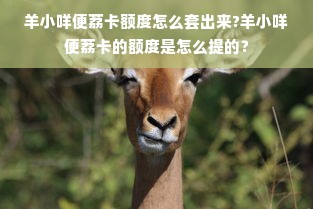 羊小咩便荔卡额度怎么套出来?羊小咩便荔卡的额度是怎么提的？