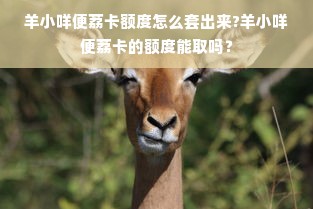 羊小咩便荔卡额度怎么套出来?羊小咩便荔卡的额度能取吗？