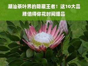 潮汕茶叶界的隐藏王者！这10大品牌值得你花时间细品