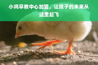 小鸡早教中心加盟，让孩子的未来从这里起飞