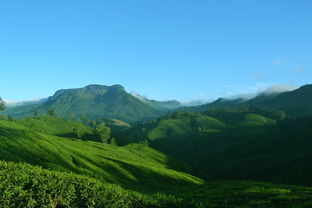 南平松溪茶叶品牌，藏在武夷山脉的茶香传奇