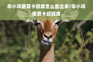 羊小咩便荔卡额度怎么套出来?羊小咩便荔卡超额度