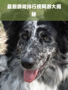 最新游戏排行榜网游大揭秘