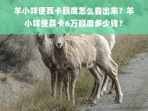 羊小咩便荔卡额度怎么套出来？羊小咩便荔卡6万额度多少钱？