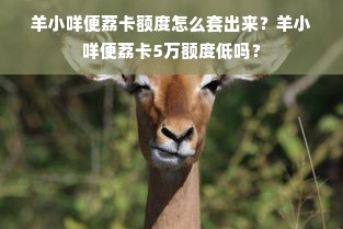 羊小咩便荔卡额度怎么套出来？羊小咩便荔卡5万额度低吗？