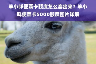 羊小咩便荔卡额度怎么套出来？羊小咩便荔卡5000额度图片详解