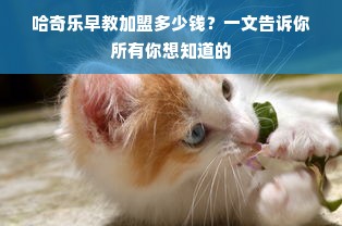 哈奇乐早教加盟多少钱？一文告诉你所有你想知道的