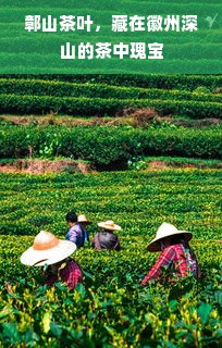 鄣山茶叶，藏在徽州深山的茶中瑰宝