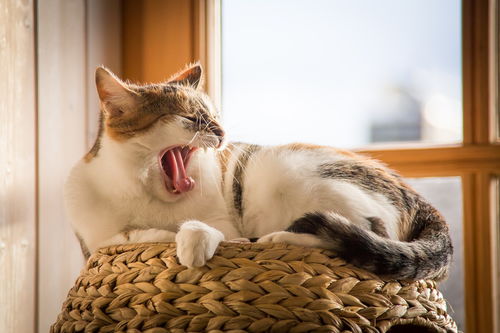 猫咪减肥茶叶品牌全解析，科学瘦身+趣味养宠指南