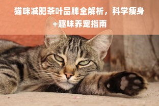 猫咪减肥茶叶品牌全解析，科学瘦身+趣味养宠指南