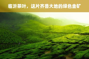 临沂茶叶，这片齐鲁大地的绿色金矿