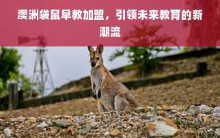 澳洲袋鼠早教加盟，引领未来教育的新潮流